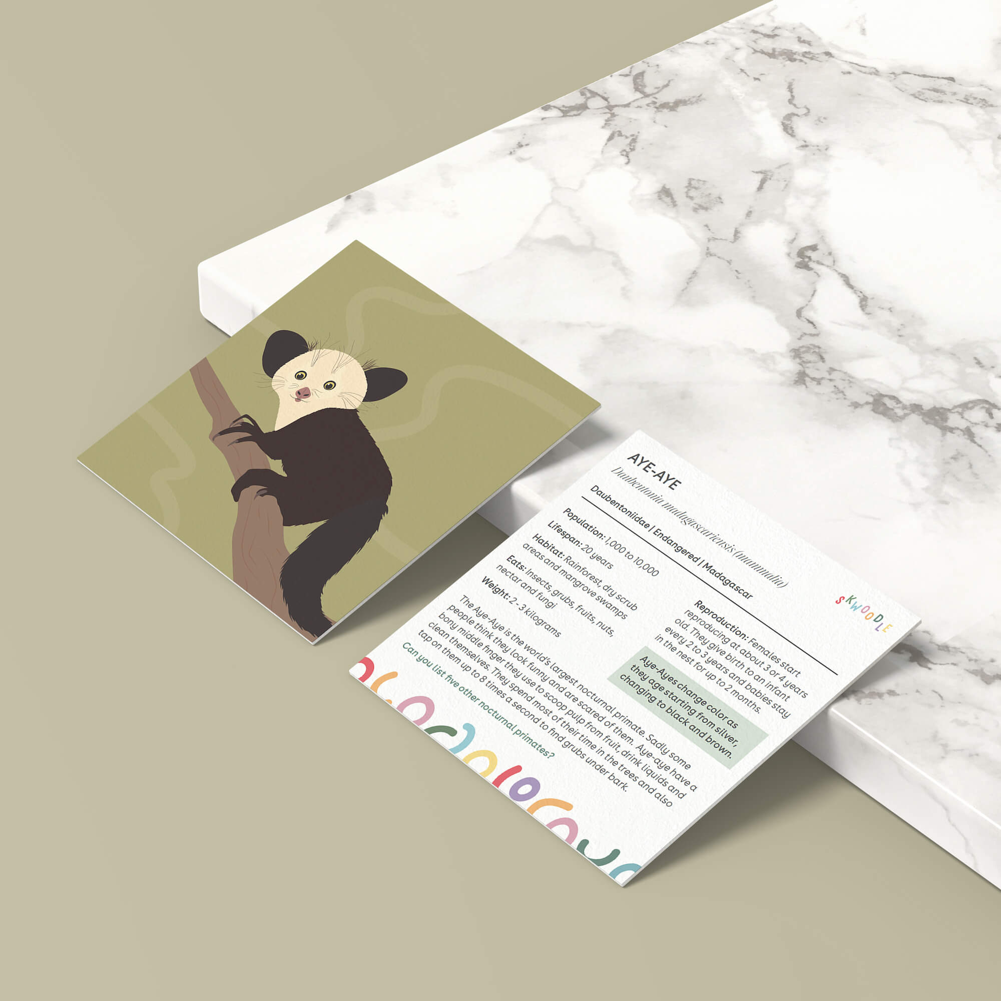 The front and back of one card propped up against a marble slab on a green slate background showing the Aye-Aye animal and on the back showing interesting facts and a story about them along with a question - can you list five other nocturnal primates?